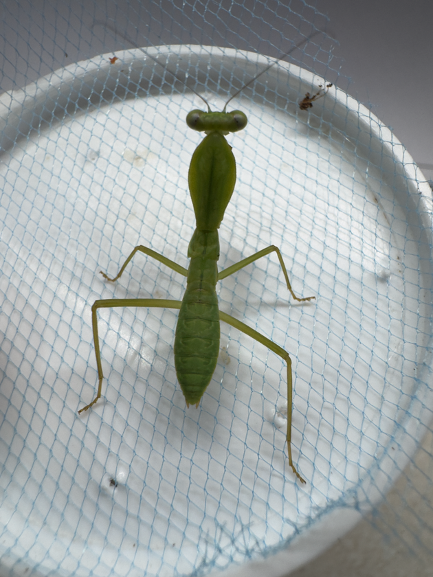 Rhombodera sp. 'Guangxi shield' Mantis 