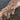 Heteropoda tetrica, Black Jaw Huntsman spider.