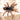 Kochiana brunnipes (Dwarf Pink Leg Tarantula)