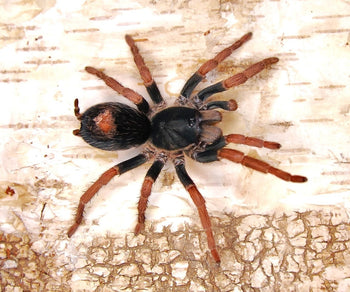 Kochiana brunnipes (Dwarf Pink Leg Tarantula)