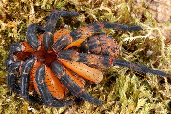 Liphistius south (South Thailand Armored Trapdoor Spider)