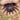 Liphistius suwat (Orange Armored Trapdoor Spider)