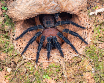 Liphistius suwat, Orange Armored trapdoor spider.