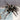 Lasiodorides striatus (Peruvian Striped Tarantula) 0.5–0.75"