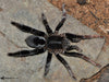 Lyrognathus giannisposatoi (Sumatran Stout Legged Tarantula)