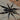 Lyrognathus giannisposatoi (Sumatran Stout Legged Tarantula)