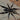 Lyrognathus giannisposatoi (Sumatran Stout Legged Tarantula)