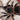 Lasiodora parahybana (Salmon Pink Bird Eater Tarantula)