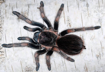 Lasiodorides polycuspulatus (Peruvian Blonde Tarantula)  0.5"