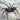 Linothele sp. Agua Fria 0.75-1"