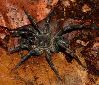 Liphistius sp. "Khao Luang Big Black" Spider