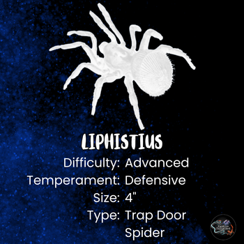 Liphistius jarunjini (Charcoal Armored Trapdoor Spider) 2-3"