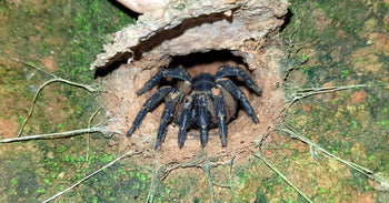 Liphistius sp. Thaleban, Armored trapdoor spider, 3 inches.
