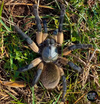 Monocentropus balfouri (Socotra Island Blue Baboon Tarantula)  (Communal Species)