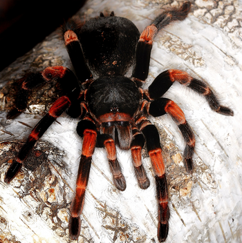 Abdomegaphobema (ex Megaphobema) mesomelas (Costa Rican Red Leg Tarantula) 1.5-2"