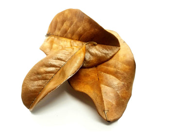 Magnolia Leaf Litter  (Magnolia grandiflora)