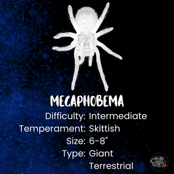 Megaphobema robustum (Colombian Giant Redleg Tarantula) 2.5-3"