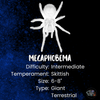Megaphobema robustum, Colombian Giant Redleg tarantula.