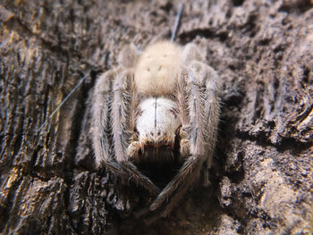 Gnathopalystes kochi, Malaysia Huntsman spider, 0.5 inch.