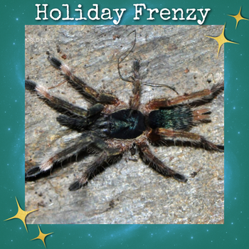 Neoholothele incei (Trinidad Olive Tarantula) about 0.5"