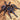 Nhandu cerradensis (Brazilian Red & Blue Tarantula) 0.5"