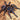 Nhandu cerradensis (Brazilian Red & Blue Tarantula)