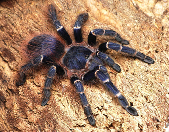 Nhandu cerradensis, Brazilian Red and Blue tarantula.
