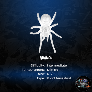 Vitalius (Ex. Nhandu) chromatus (Brazilian Red & White Tarantula) about 0.5"