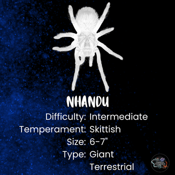 Nhandu colloratovilosus (Brazilian Black & White Tarantula) 0.5" FREE AFTER $200