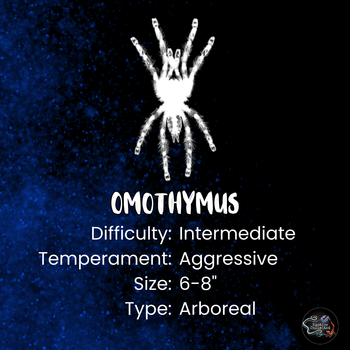 Omothymus sp. 'Valhalla' (Emerald Shadow Tree Spider) 0.75-1"