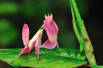 Hymenopus coronatus (Orchid Mantis)