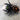 Phidippus audax (Bold Jumping Spider) 0.5" CBB Subadult