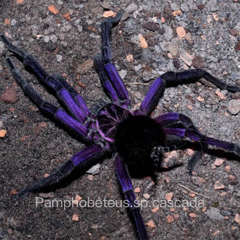 Pamphobeteus sp. 'cascada' (Cascada Birdeater Tarantula) FEMALE
