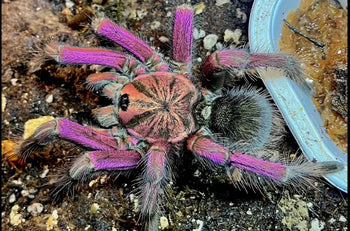 Pamphobeteus c.f. insignis (Ecuador) 1.5-2" FREE AFTER $450 SPENT