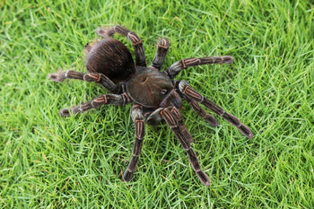 Pamphobeteus c.f. insignis (Ecuador Purple Bloom Tarantula)