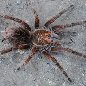 Pamphobeteus sp. 'Machala' (Ecuador Purple Bloom) 1.5”