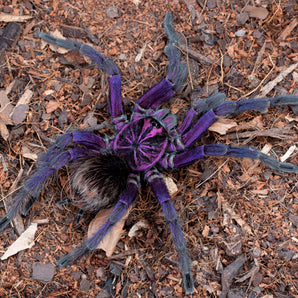 Pamphobeteus sp. 'Machala' (Ecuador Purple Bloom) 1.5”