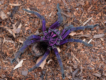 Pamphobeteus sp. Machala, Ecuador Purple Bloom tarantula.