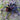 Pamphobeteus nigricolor (Colombian Blue Bloom Tarantula) FEMALE 2-2.5"