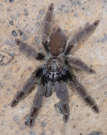 Psalmopoeus sp. 'Santo Domingo' Tarantula *NEW SPECIES*