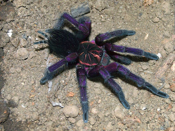 Pamphobeteus sp. 'Magnanegra' (Black & Pink Bloom Tarantula)