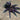 Pamphobeteus sp. 'Magnanegra' (Black & Pink Bloom Tarantula)