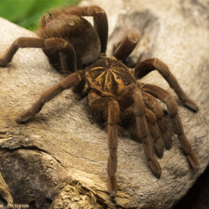 Pamphobeteus fortis (Giant Copperhead Tarantula)