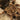 Pamphobeteus fortis (Giant Copperhead Tarantula) 1.5-2"