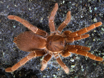 Pelinobius muticus (King Baboon Tarantula) 0.75" FREE AFTER $150 SPENT