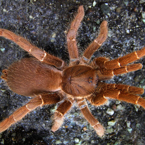 Pelinobius muticus (King Baboon) 1" *RARE*