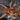 Pelinobius muticus, King Baboon tarantula.