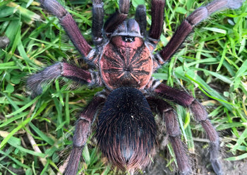 Phormictopus sp 'Red' Tarantula