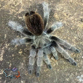 Aphonopelma johnnycashi Johnny Cash Tarantula