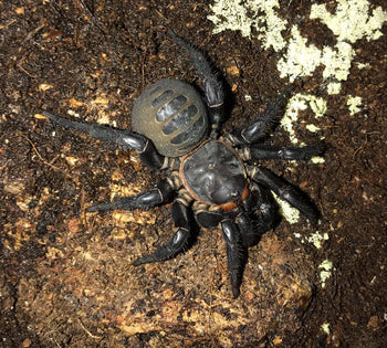 Liphistius jarunjini (Charcoal Armored Trapdoor Spider) 2-3"